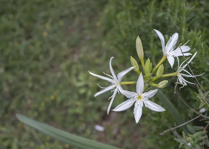 فندق Gorropu Urzulei